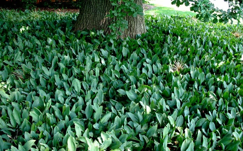 Lily Of The Valley (Convallaria majalis) - 5 Pack Quart Pots Lily Of The Valley (Convallaria Majalis) - 5 Pack Quart Pots -Garden Supplies Sales 2024 convallaria majalis lily of the valley 25