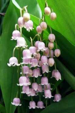 Pink Lily Of The Valley (Convallaria Majalis 'Rosea') - 1 Gallon Pot -Garden Supplies Sales 2024 convallaria majalis rosea pink lily of the valley 1
