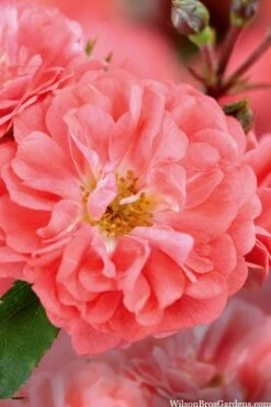 Coral Drift Groundcover Rose - 2 Gallon Pot -Garden Supplies Sales 2024 coral drift rose 101