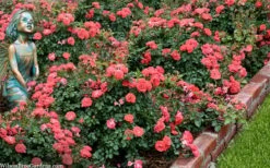 Coral Drift Groundcover Rose - 2 Gallon Pot -Garden Supplies Sales 2024 coral drift rose 104