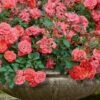 Coral Drift Groundcover Rose - 2 Gallon Pot -Garden Supplies Sales 2024 coral drift rose 105