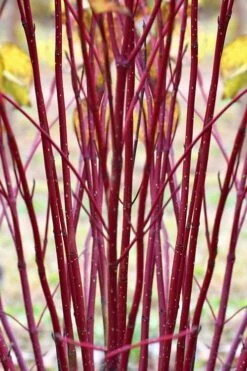 Red Osier Red Twig Dogwood (Cornus Sericea) - 2 Gallon Pot -Garden Supplies Sales 2024 cornus sericera red osier dogwood 1 2