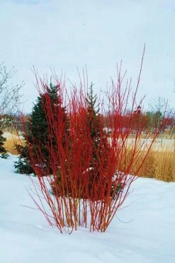 Red Osier Red Twig Dogwood (Cornus Sericea) - 2 Gallon Pot -Garden Supplies Sales 2024 cornus sericera red osier dogwood 4