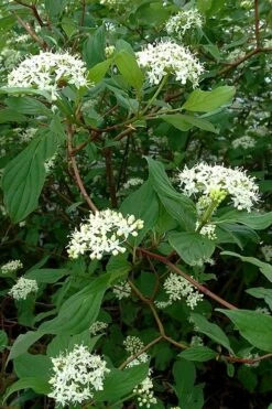 Red Osier Red Twig Dogwood (Cornus Sericea) - 1 Gallon Pot 7 Red Osier Red Twig Dogwood (Cornus Sericea) - 1 Gallon Pot -Garden Supplies Sales 2024 cornus sericera red osier dogwood 5 3