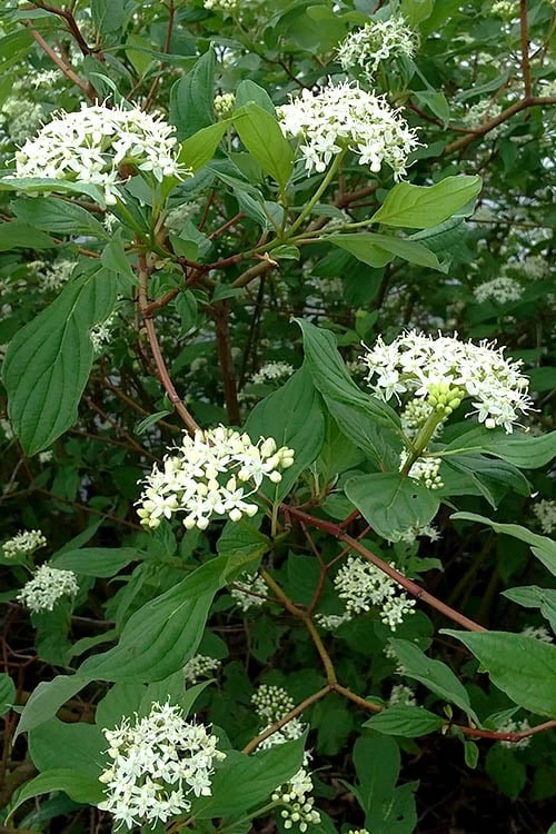Red Osier Red Twig Dogwood (Cornus sericea) - 1 Gallon Pot Red Osier Red Twig Dogwood (Cornus Sericea) - 1 Gallon Pot -Garden Supplies Sales 2024 cornus sericera red osier dogwood 5 3