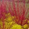 Red Osier Red Twig Dogwood (Cornus Sericea) - 1 Gallon Pot -Garden Supplies Sales 2024 cornus sericera red osier dogwood 6 1