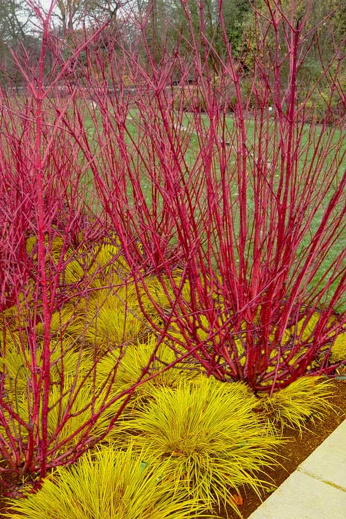 Red Osier Red Twig Dogwood (Cornus sericea) - 1 Gallon Pot Red Osier Red Twig Dogwood (Cornus Sericea) - 1 Gallon Pot -Garden Supplies Sales 2024 cornus sericera red osier dogwood 6 1