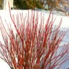 Arctic Fire Red Twig Dogwood - 12" Pot -Garden Supplies Sales 2024 cornus stolonifera farrow arctic fire red twig dogwood 1