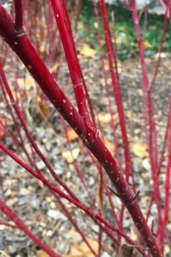 Arctic Fire Red Twig Dogwood - 3 Gallon Pot -Garden Supplies Sales 2024 cornus stolonifera farrow arctic fire red twig dogwood 2 1