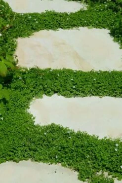 Corsican Mint (Mentha Requienii) - 5 Pack Of Pint Pots -Garden Supplies Sales 2024 corsican mint 103