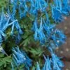 Hillier Porcelain Blue Corydalis - 1 Gallon Pot -Garden Supplies Sales 2024 corydalis flexuosa porcelian blue 2