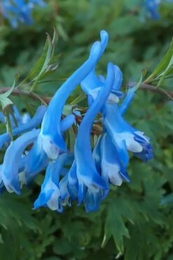 Hillier Porcelain Blue Corydalis - 1 Gallon Pot -Garden Supplies Sales 2024 corydalis flexuosa porcelian blue 3