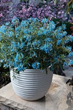 Hillier Porcelain Blue Corydalis - 1 Gallon Pot -Garden Supplies Sales 2024 corydalis flexuosa porcelian blue 5
