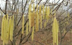 American Hazelnut (Filbert) - 1 Gallon Pot -Garden Supplies Sales 2024 corylus american american hazelnut fall leaves 10