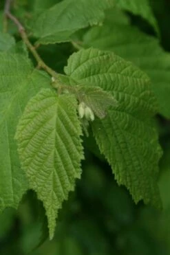 American Hazelnut Filbert (Corylus Americana) - 3 Pack Of 1.5 Quart Pots -Garden Supplies Sales 2024 corylus american american hazelnut fall leaves 12 1