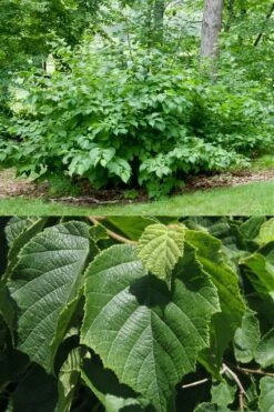 American Hazelnut Filbert (Corylus Americana) - 3 Pack Of 1.5 Quart Pots -Garden Supplies Sales 2024 corylus american american hazelnut fall leaves 13 1
