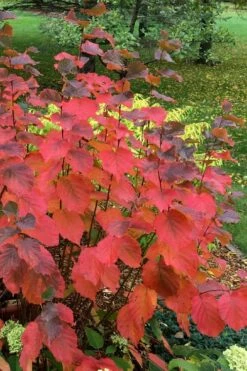 American Hazelnut (Filbert) - 3 Gallon Pot