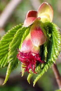 American Hazelnut Filbert (Corylus Americana) - 3 Pack Of 1.5 Quart Pots -Garden Supplies Sales 2024 corylus american american hazelnut fall leaves 8 1
