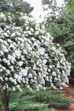 Acoma Weeping White Crape Myrtle - 1 Gallon Pot