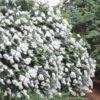 Acoma Weeping White Crape Myrtle - 6 Pack Of 1 Gallon Pots -Garden Supplies Sales 2024 crape myrtle acoma 12