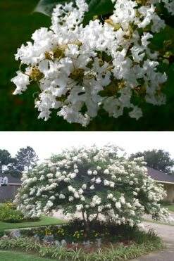 Acoma Weeping White Crape Myrtle - 1 Gallon Pot -Garden Supplies Sales 2024 crape myrtle acoma 500x750 2