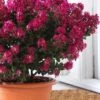 Berry Dazzle Dwarf Crape Myrtle - 2 Gallon Pot -Garden Supplies Sales 2024 crape myrtle berry dazzle 100 1