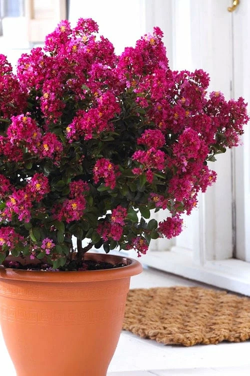 Berry Dazzle Dwarf Crape Myrtle - 2 Gallon Pot Berry Dazzle Dwarf Crape Myrtle - 2 Gallon Pot -Garden Supplies Sales 2024 crape myrtle berry dazzle 100 1
