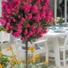 Berry Dazzle Dwarf Crape Myrtle (Single-Trunk Topiary) - 7 Gallon Pot -Garden Supplies Sales 2024 crape myrtle berry dazzle tree form topiary standard 1