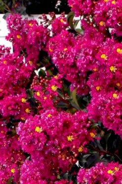 Berry Dazzle Dwarf Crape Myrtle (Single-Trunk Topiary) - 7 Gallon Pot -Garden Supplies Sales 2024 crape myrtle berry dazzle tree form topiary standard 2