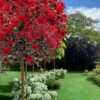 Black Diamond Best Red Crape Myrtle (Single Trunk Tree) - 7 Gallon Pot -Garden Supplies Sales 2024 crape myrtle black diamond best red single trunk tree 3