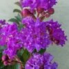 Catawba Purple Crape Myrtle - 3 Gallon Pot -Garden Supplies Sales 2024 crape myrtle catawba 7