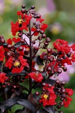 Center Stage Red Black Leaf Crape Myrtle -2 Gallon Pot -Garden Supplies Sales 2024 crape myrtle center stage red 1