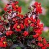 Center Stage Red Black Leaf Crape Myrtle -2 Gallon Pot -Garden Supplies Sales 2024 crape myrtle center stage red 3