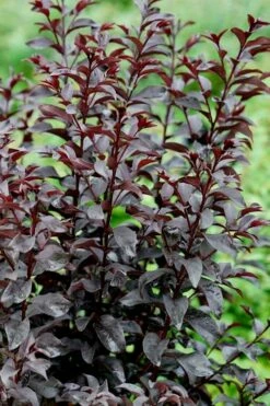 Center Stage Red Black Leaf Crape Myrtle - 3 Gallon Pot -Garden Supplies Sales 2024 crape myrtle center stage red 4 1