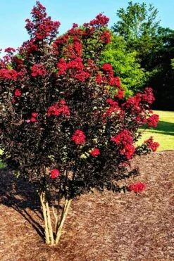 Center Stage Red Black Leaf Crape Myrtle -2 Gallon Pot -Garden Supplies Sales 2024 crape myrtle center stage red 5