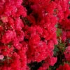 Cherry Dazzle Dwarf Crape Myrtle - 3 Gallon Pot -Garden Supplies Sales 2024 crape myrtle cherry dazzle 30 1