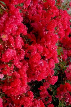 Cherry Dazzle Dwarf Crape Myrtle - 2 Gallon Pot -Garden Supplies Sales 2024 crape myrtle cherry dazzle 30 2