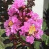Delta Jazz Crape Myrtle - 2 Gallon Pot -Garden Supplies Sales 2024 crape myrtle delta jazz 201