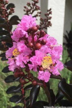 Delta Jazz Crape Myrtle - Single Trunk Topiary Tree - 5 Gallon Pot -Garden Supplies Sales 2024 crape myrtle delta jazz 201 2
