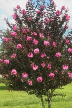 Delta Jazz Crape Myrtle - 2 Gallon Pot -Garden Supplies Sales 2024 crape myrtle delta jazz 50