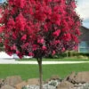 Double Dynamite Crape Myrtle Tree (Single Trunk Tree) - 5 Gallon Pot -Garden Supplies Sales 2024 crape myrtle double dynamite 100 1