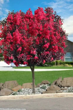 Double Dynamite Crape Myrtle Tree (Single Trunk Tree) - 5 Gallon Pot