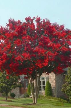 Dynamite Red Crape Myrtle - 3 Gallon Pot 5 Dynamite Red Crape Myrtle - 3 Gallon Pot -Garden Supplies Sales 2024 crape myrtle dynamite 10 2