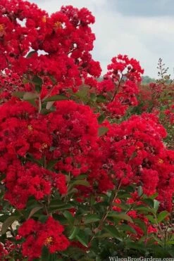 Miss Frances Red Crape Myrtle - 7 Gallon Pot (4-5') -Garden Supplies Sales 2024 crape myrtle miss frances red 1 2