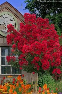 Miss Frances Red Crape Myrtle - 7 Gallon Pot (5-6')