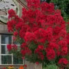 Miss Frances Red Crape Myrtle - 3 Gallon Pot -Garden Supplies Sales 2024 crape myrtle miss frances red 2