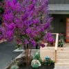Miss Sandra Purple Crape Myrtle - 1 Gallon Pot -Garden Supplies Sales 2024 crape myrtle miss sandra purple 1