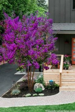 Miss Sandra Purple Crape Myrtle - 1 Gallon Pot