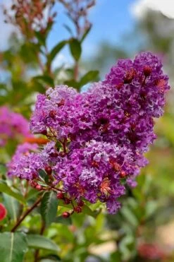 Miss Sandra Purple Crape Myrtle - 6 Pack Of 1 Gallon Pots -Garden Supplies Sales 2024 crape myrtle miss sandra purple 2 1