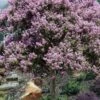Muskogee Lavender Crape Myrtle Tree (Single Trunk) - 5 Gallon Pot -Garden Supplies Sales 2024 crape myrtle muskogee 200